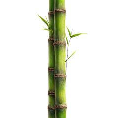 Fototapeta premium Two vibrant green bamboo stalks with brown nodes and delicate leaves against black plant nature, Isolated On Black Background, Png Transparent Background, Cut Out