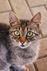 Close up of a cat from height looking into the camera