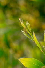 Soft Green Leaves in Gentle Focus