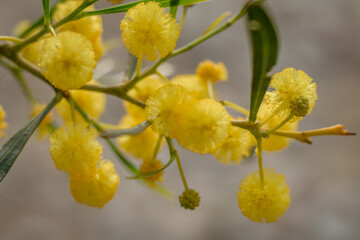 Yellow Acacia Flowers in Soft Focus, Cyprus