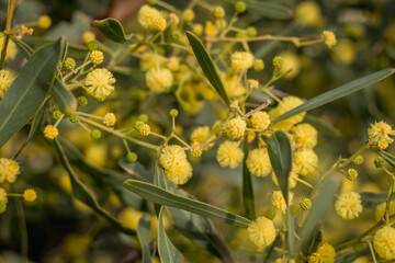Yellow Acacia Flowers in Soft Focus, Cyprus