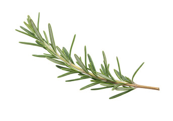 Isolated rosemary branch for culinary use, flavoring, food ingredient, aromatic cooking herb