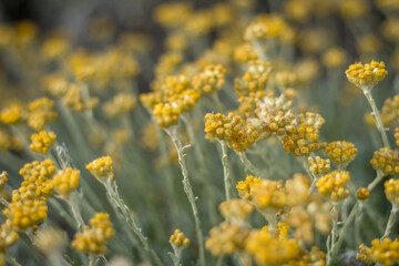 Obraz premium Italian Everlasting Flowers in Close-Up, Cyprus