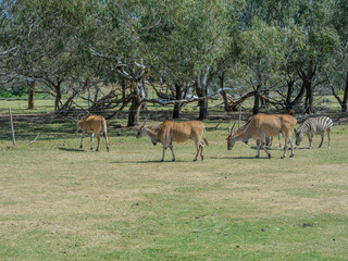 Eland an Eastern and southern African cow at Werribee Zoo in Melbourne  Victoria Australia is a beautiful zoo with lots of space for wild animals to roam around 