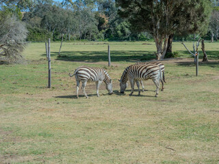 Zebra at Werribee Zoo in Melbourne  Victoria Australia is a beautiful zoo with lots of space for wild animals to roam around