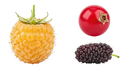 Isolated assortment of fresh berries gold raspberry cornelian cherry and mulberry fruit raw