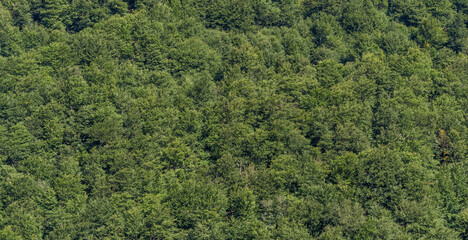 Beech Forest in Borzhava Valley, Carpathians, Early Autumn