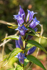 Bright Blue Gentian Flower in Close-Up, Carpathians