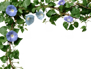 Beautiful climbing vine border of morning glory flower with green leaf creating tranquil and natural botanical frame, isolated on transparent background for design