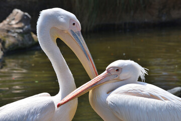 モモイロペリカン