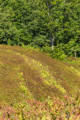 Beech Forest in Borzhava Valley, Carpathians, Early Autumn