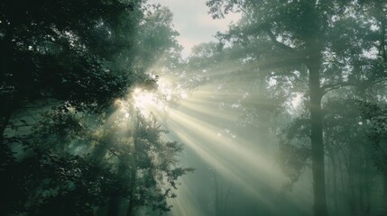 Fototapeta premium calm asmr forest morning, sunlight through misty trees, soft fog, natural green tones, serene and relaxing atmosphere
