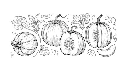 An artistic line drawing of various pumpkins and leaves. 