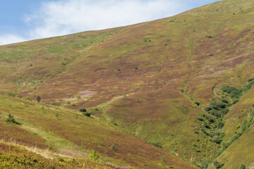 Carpathian Mountains in Borzhava Valley with Beech Forest, Early Autumn