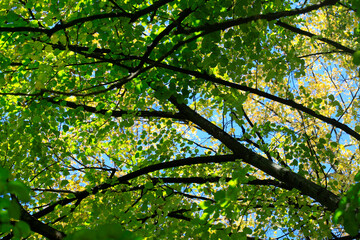 Fototapeta premium Colorful autumn leaves on nature background