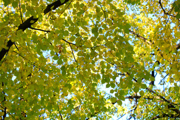 Colorful autumn leaves on nature background