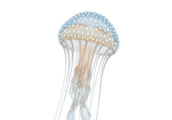 Isolated Pacific sea nettle jellyfish against light background, close-up ocean animal life