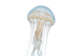 Isolated Pacific sea nettle jellyfish against light background, close-up ocean animal life