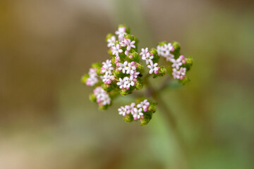 Colorful wildflower, Annual Valerian (Centranthus calcitrapae) from Spain, in a blurred natural background, macro photography