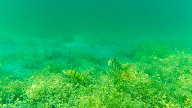 Zwei Barsche am Grund eines Sees