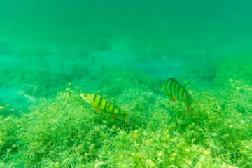 Zwei Barsche am Grund eines Sees