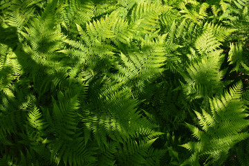 Ferns in the forest in summer, Sainte-Apolline, Québec, Canada