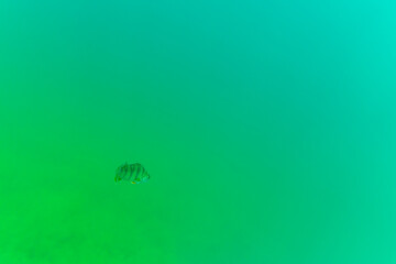 Ein Barsch in einem See