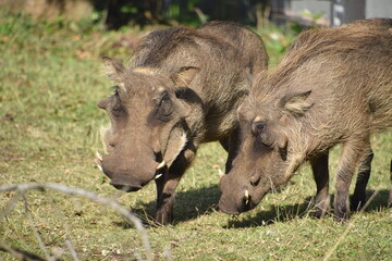 Fototapeta premium Two bush pigs walking in the Saint Lucia region of South Africa