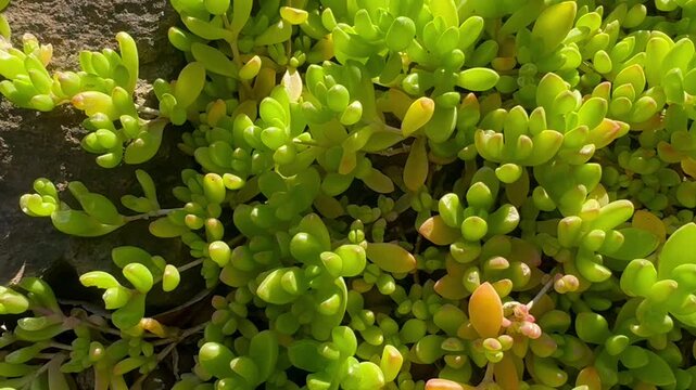 Salt-tolerant coastal plants and succulents on sandy seashore habitat