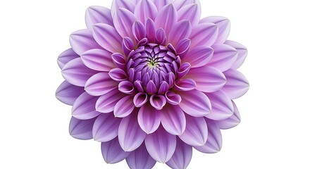 Close up of a beautiful purple dahlia flower on a white background