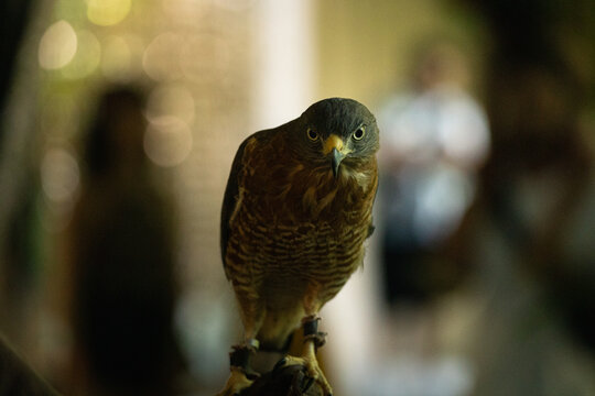 Brazilian hawk on the caregiver’s arm in park