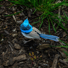 Blue Wren or fairywren is a passerine bird in the  wren family,, This bird is common and familiar across south-eastern Australia the photo was taken in Melbourne VIC