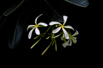 displaying fragrant white flowers with bright yellow centers and slender green leaves. Ideal for botanical, garden, and nature photography