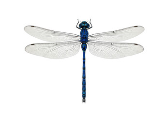 Isolated blue dragonfly with textured wings, iridescent insect on a plain background