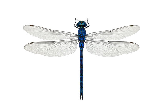 Isolated blue dragonfly with textured wings, iridescent insect on a plain background