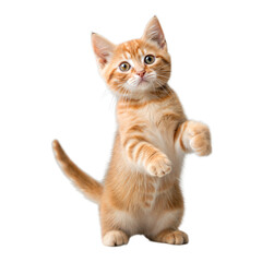 Fototapeta premium Adorable orange tabby kitten standing on hind legs with front paws raised playfully isolated on transparent background