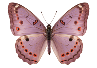 Isolated Colorful Butterfly with Lilac Wings Spread Open with Red Spots and Black Antennae