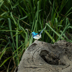 Blue Wren or fairywren is a passerine bird in the  wren family,, This bird is common and familiar across south-eastern Australia the photo was taken in Melbourne VIC