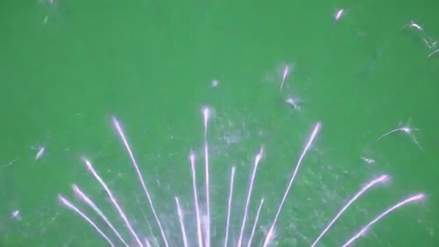 Dandelion Seed: Witnessing the graceful ascent of dandelion seeds as they float gently, embodying nature's effortless dispersal
