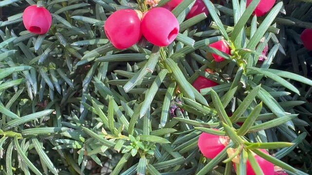 Sunlit green backdrop with yew branches and berries swaying in the wind.