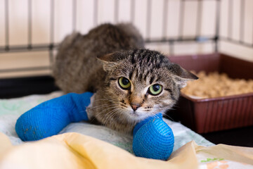 Tabby Cat in Blue Bandages Recovering in Veterinary Cage