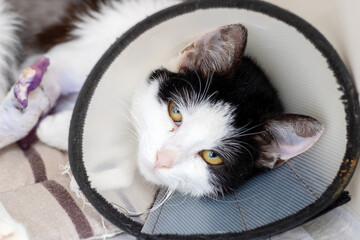 Tuxedo Cat Wearing Elizabethan Collar Resting After Veterinary Care