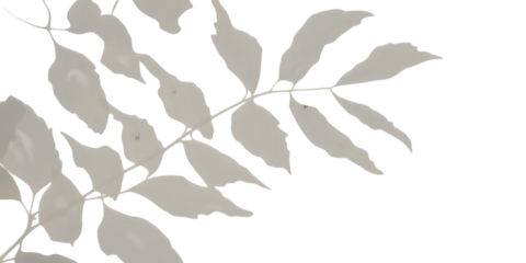 Botanical Elegance: A delicate composition, where soft shadows of leaves dance across the space, evoking a sense of tranquility. 