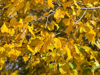 Dense wall of orange and russet autumnal foliage, with hints of green, creating a rich natural background