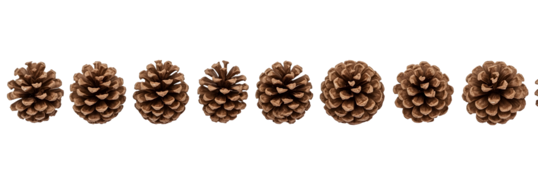 Pinecone Collection: A symmetrical arrangement of intricately textured pinecones, showcasing the beauty of natural design, offering a glimpse of the forest's subtle wonders.