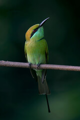 perched on a branch, displaying its bright green plumage, slender body, and long pointed tail. Known for its agility and insect-hunting skills