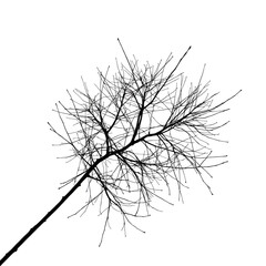Fototapeta premium Ethereal Branch Silhouette: A solitary tree branch, stark against the blank canvas of an open sky, evokes a sense of starkness, resilience, and the minimalist beauty of nature.