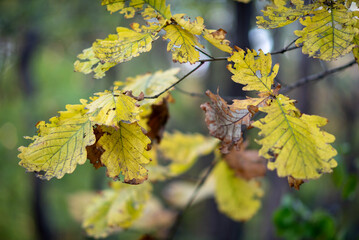Yellow Autumn Leaves on a Branch
