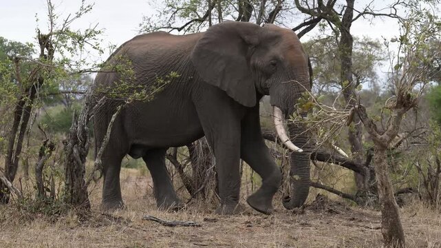 Afrikanische Tiere Elefant im Busch vom Kr&uuml;ger National Park - Kruger Nationalpark S&uuml;dafrika