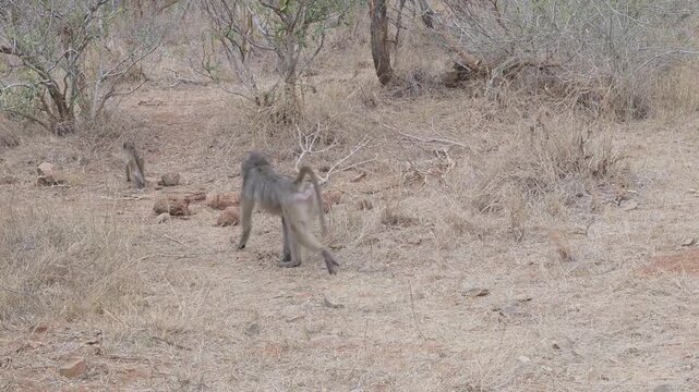 Pavian im Busch vom Kr&uuml;ger National Park S&uuml;dafrika